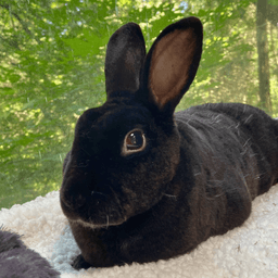 Sora's Treehouse Study